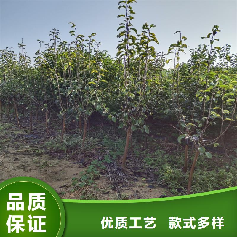 澳红梨苗什么品种好/轩园园艺场