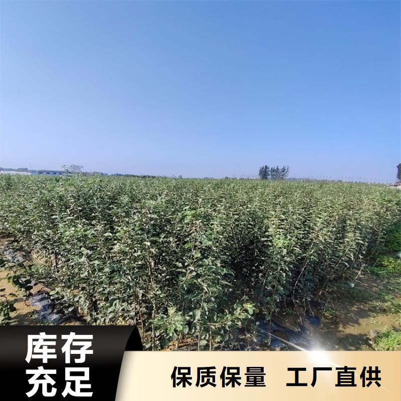 红梨树苗适合种植地区