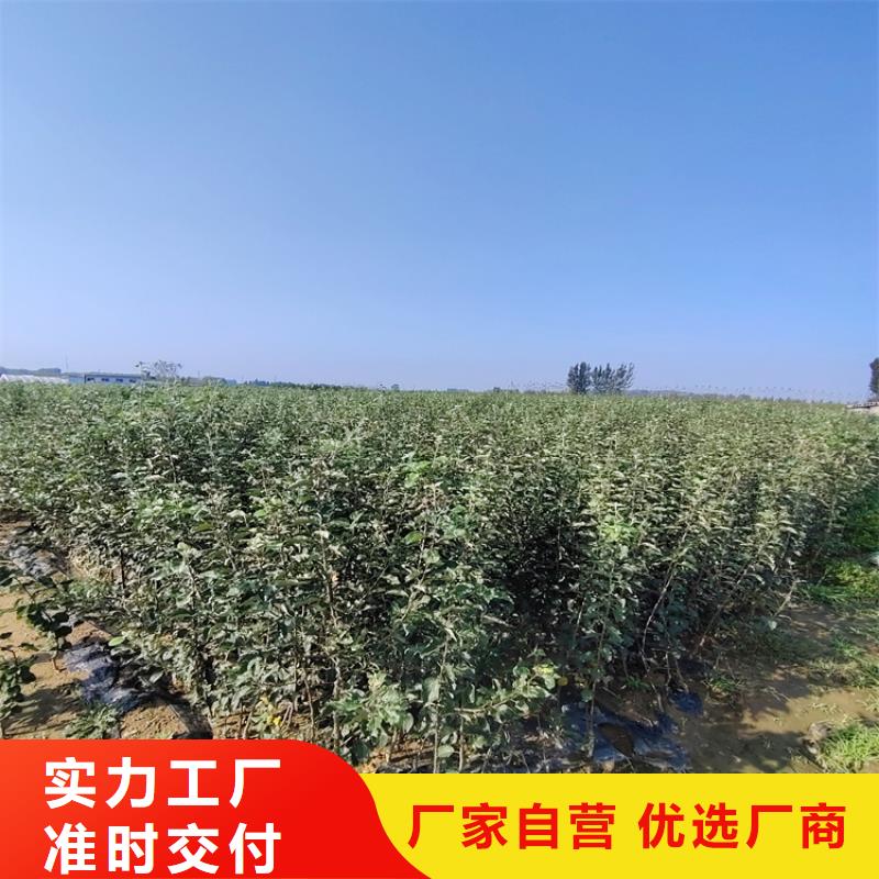 澳红梨苗什么品种好/轩园园艺场