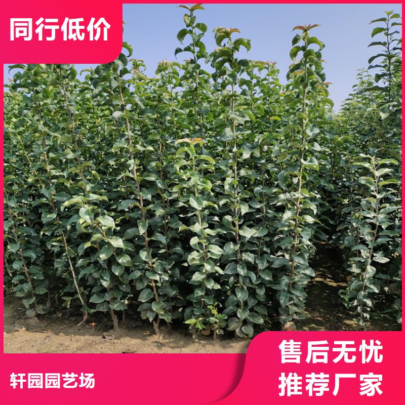 秋月梨树苗育苗基地