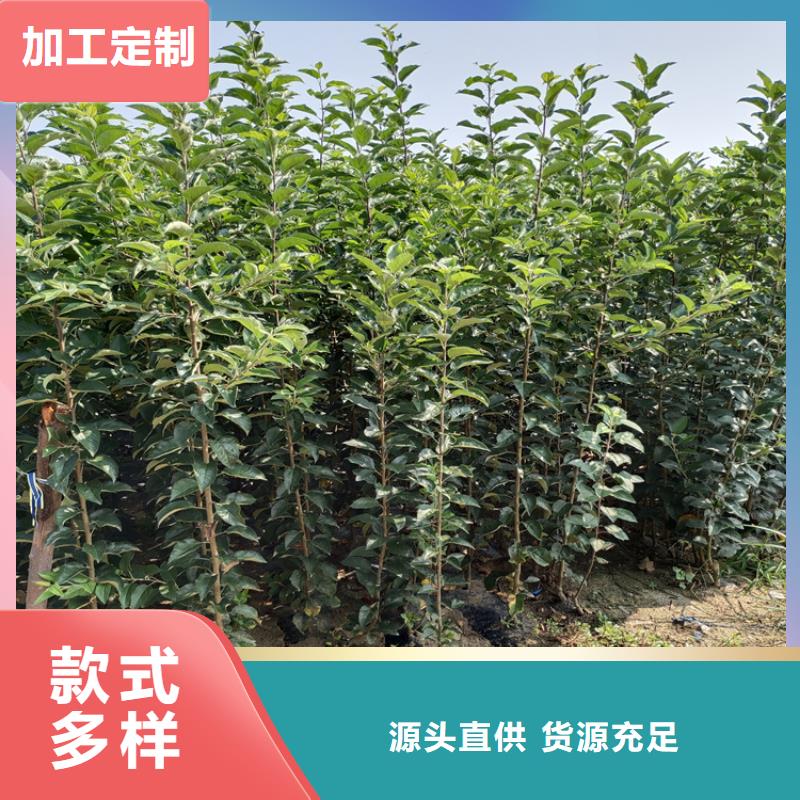 澳红梨苗什么品种好/轩园园艺场