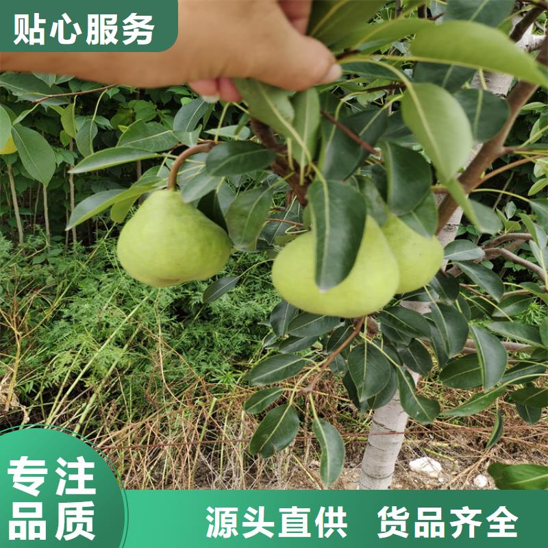梨苗当年结果树