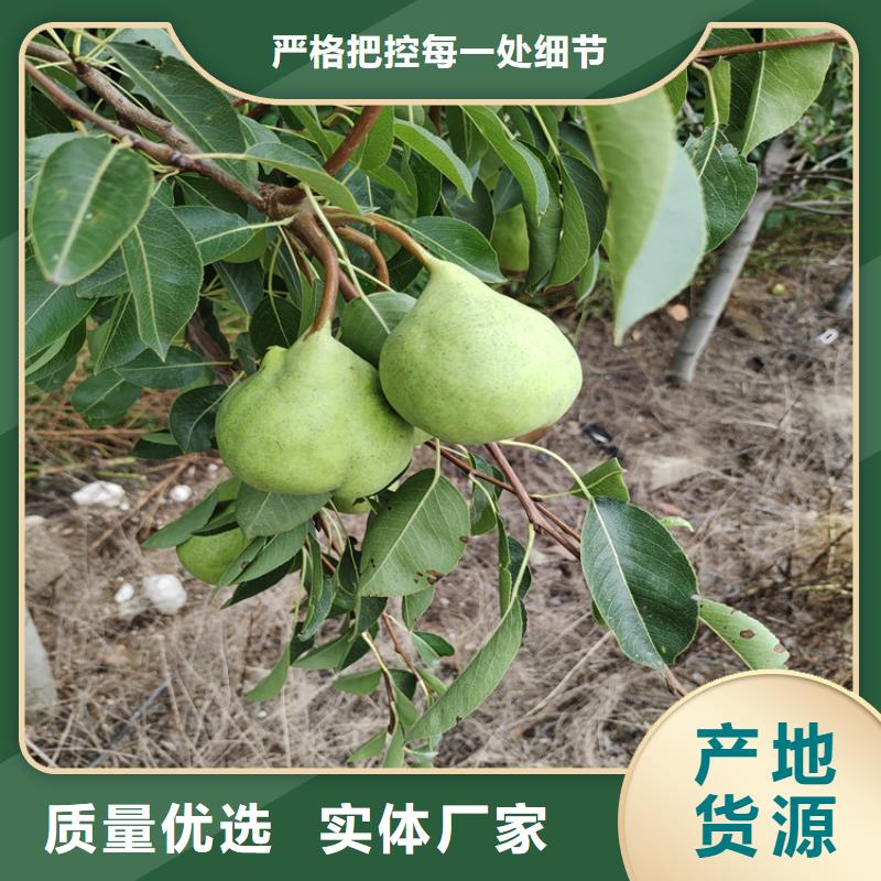 秋月梨树苗根系发达