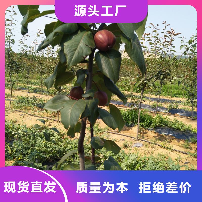 梨树-梨树苗欢迎来电咨询