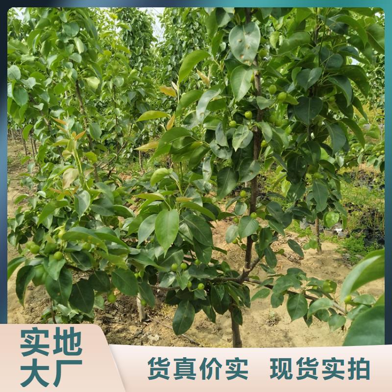 梨树苹果苗用心做品质