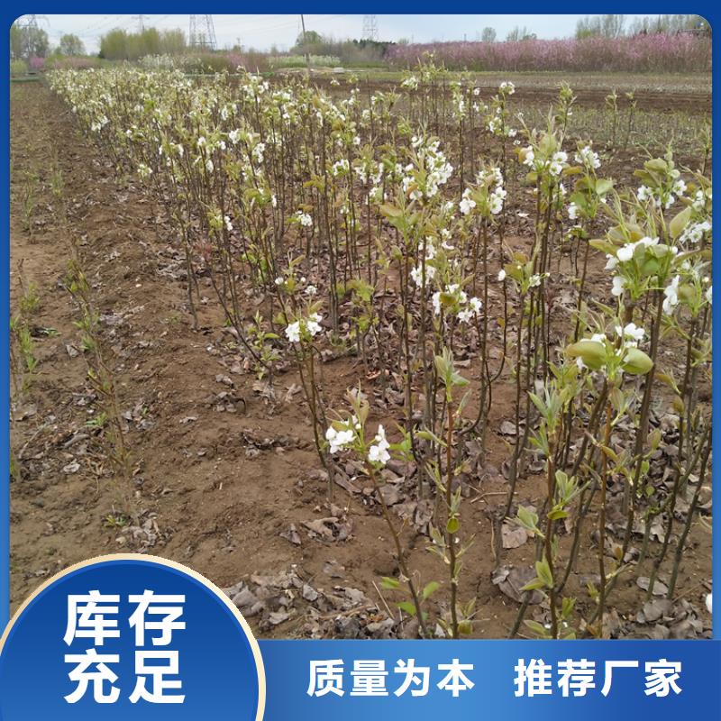 秋月梨树苗育苗基地