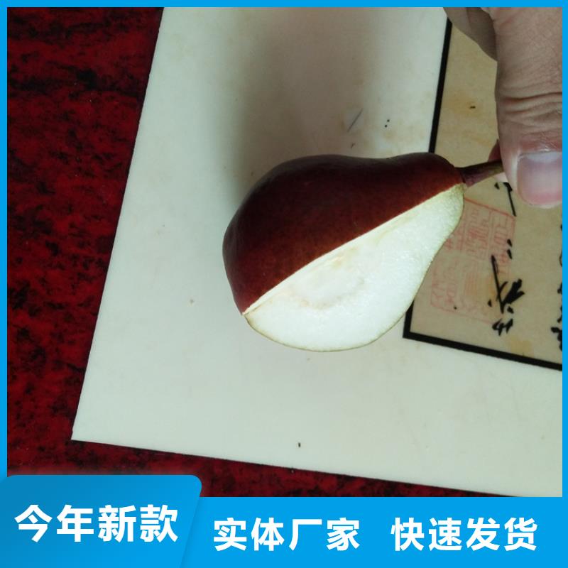 红梨树苗怎么卖批发零售