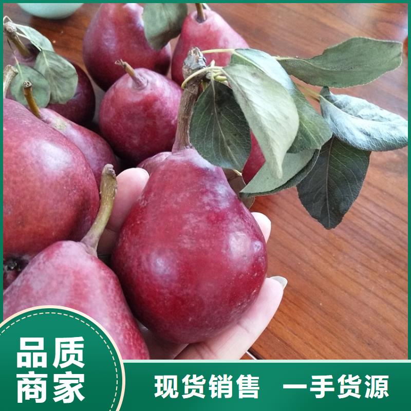 红梨树苗多少钱一棵