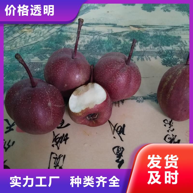 梨树樱桃苗产地货源
