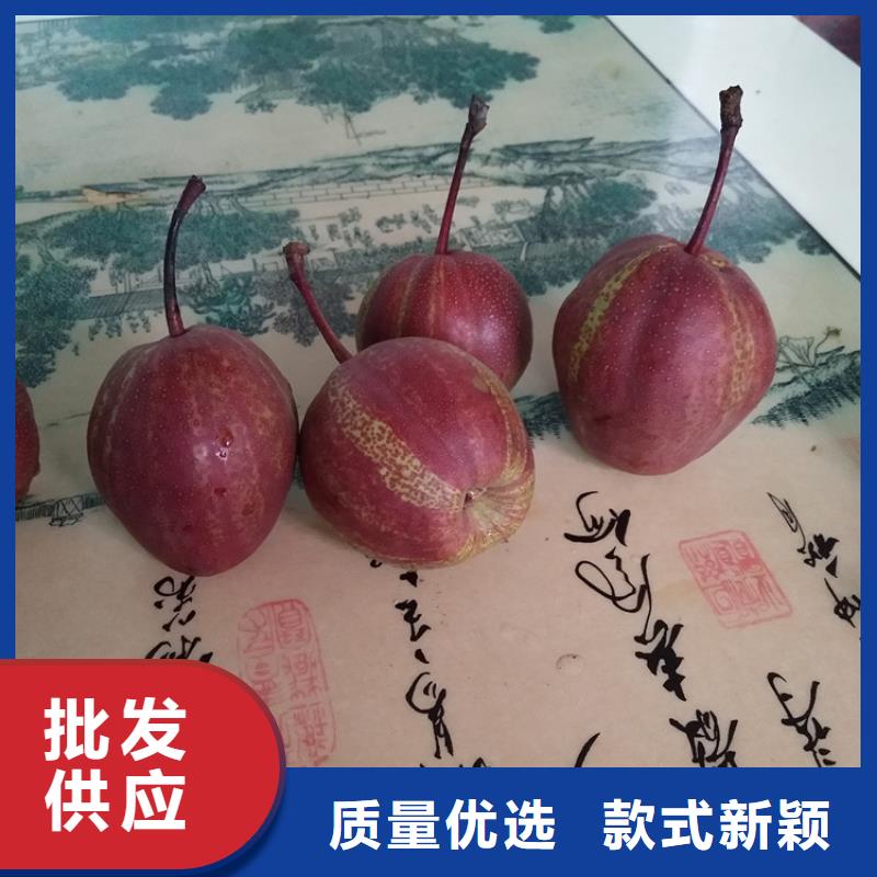 梨树猕猴桃苗厂家型号齐全