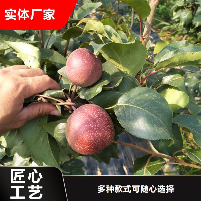 秋月梨树苗根系发达