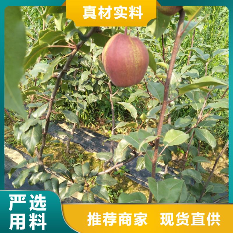 早酥红梨苗种植技术