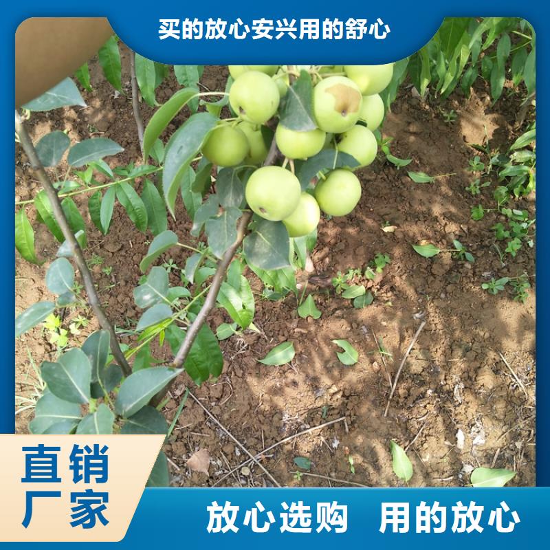 梨苗种植管理技术襄樊