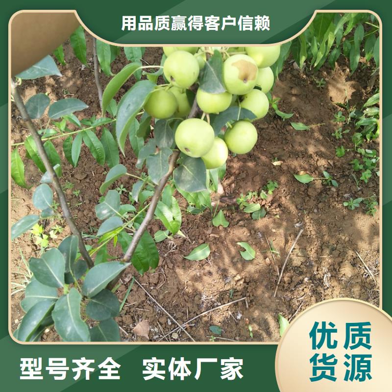 红梨树苗当年结果树