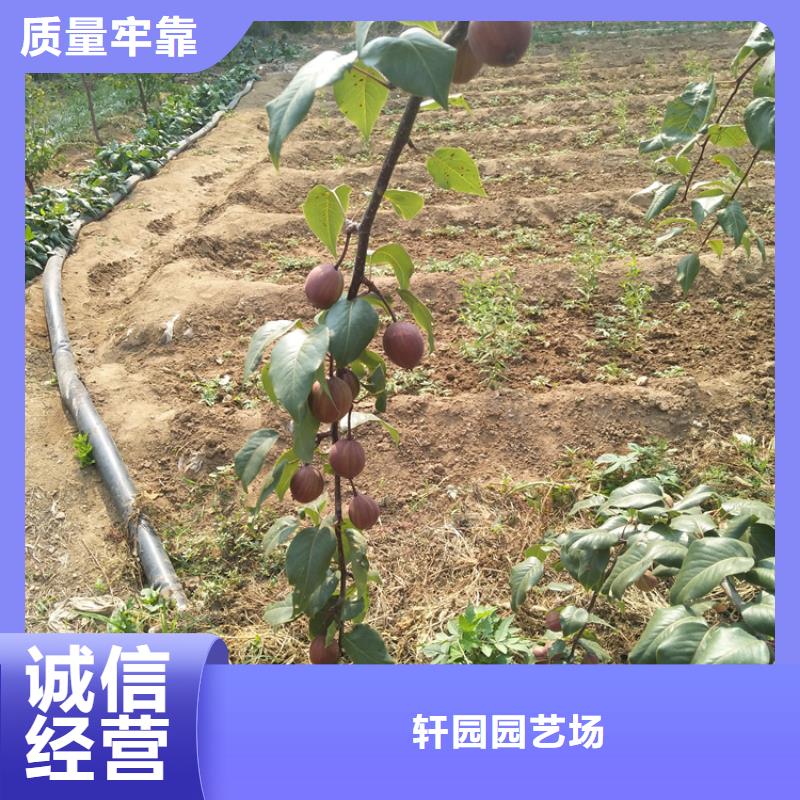 红梨树苗适合种植地区