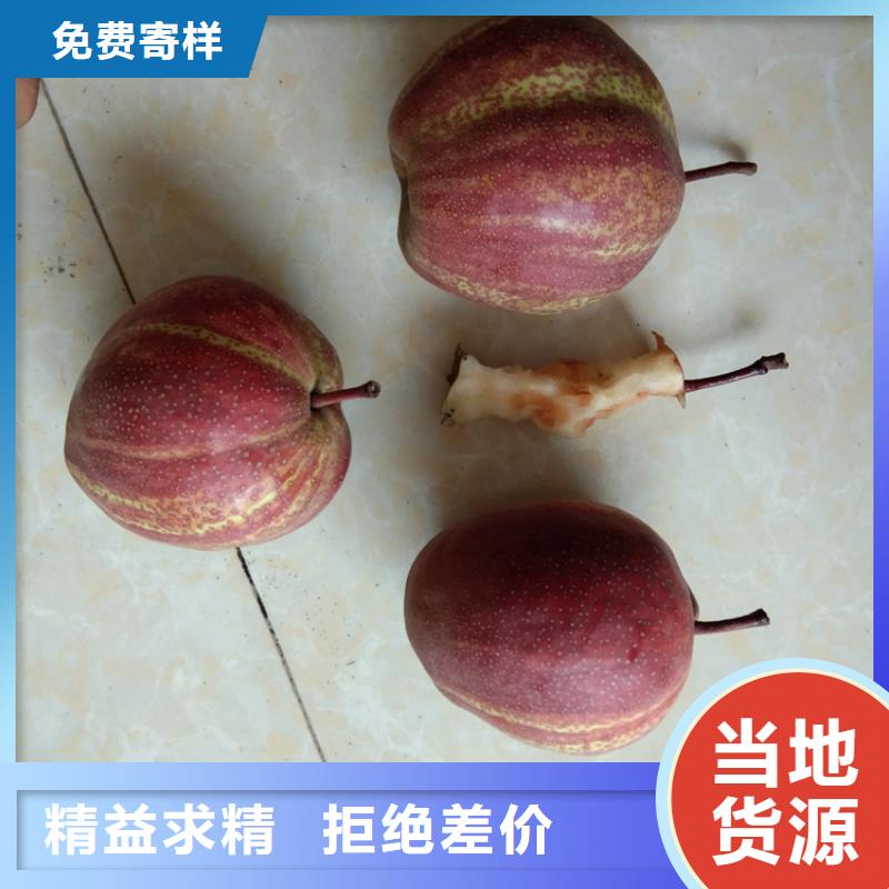 红梨树苗当年结果树