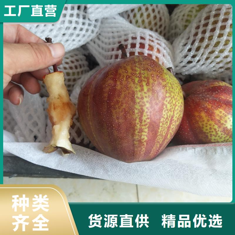 红梨苗怎么卖批发零售