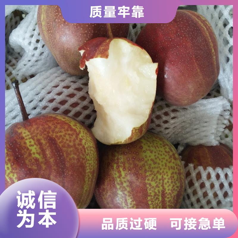 红梨苗怎么卖批发零售