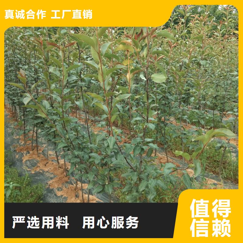 秋月梨树苗根系发达