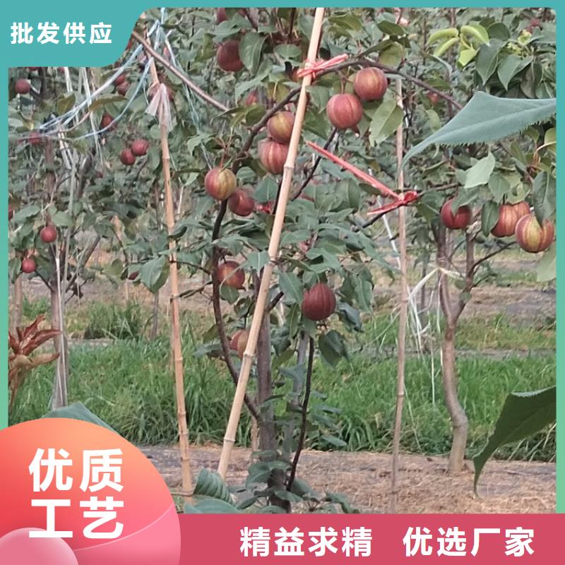 彩虹梨树苗当年结果树