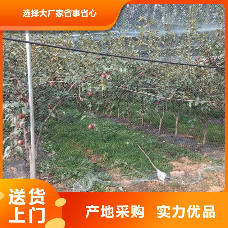 彩虹梨树苗当年结果树