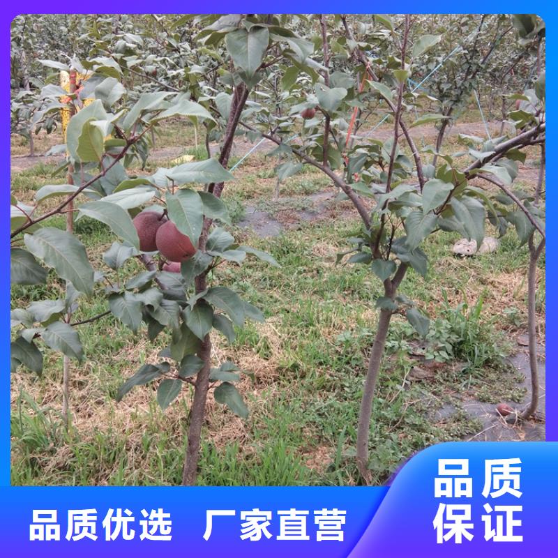三红梨树苗一亩地多少棵