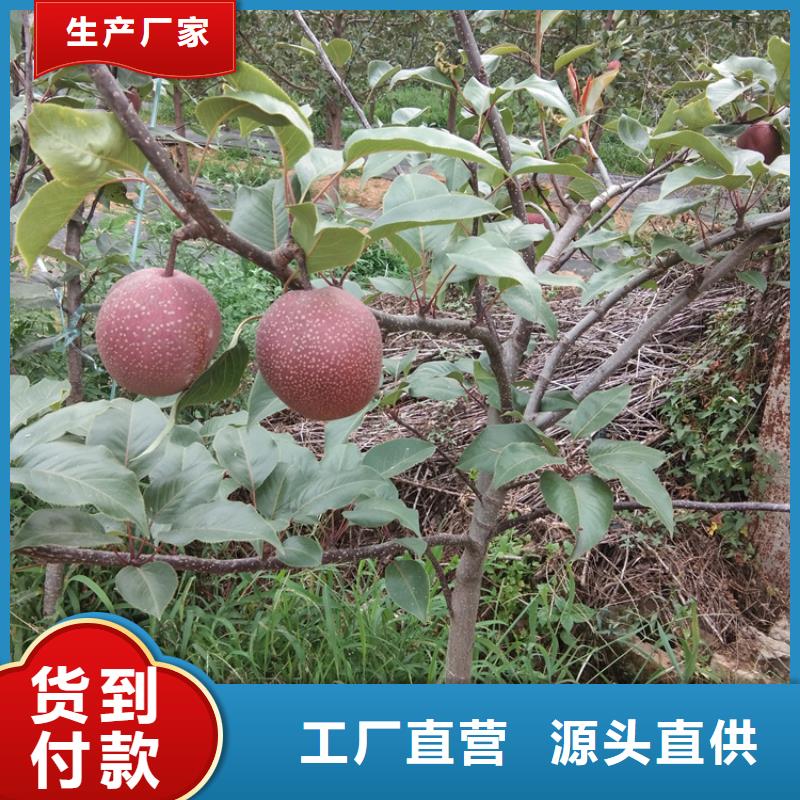 梨树-樱桃苗从厂家买售后有保障