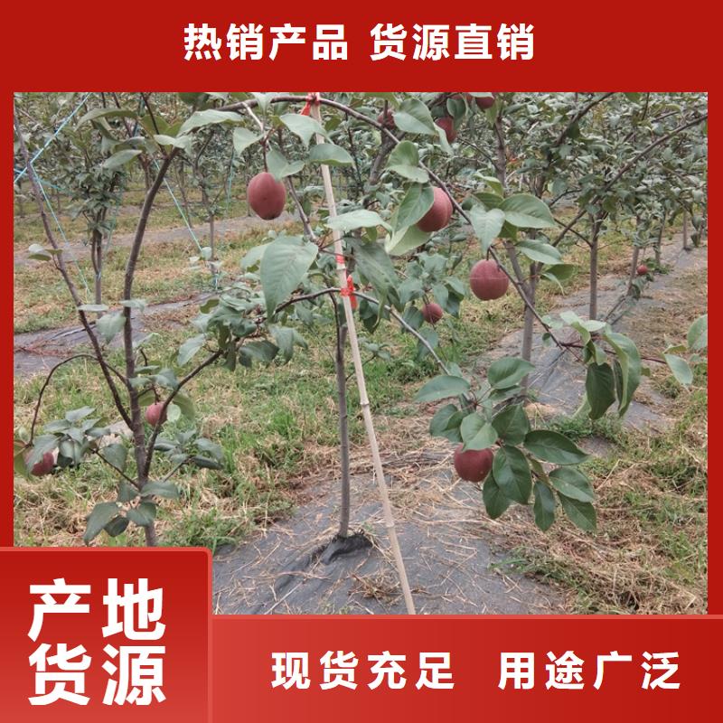 三红梨树苗一亩地多少棵