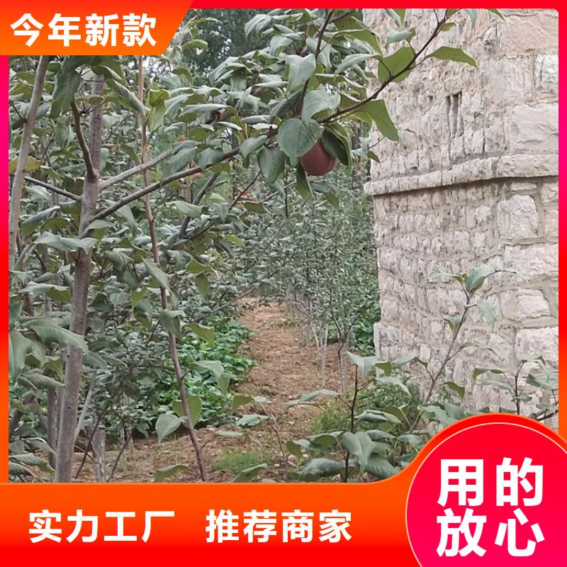 梨树板栗苗超产品在细节
