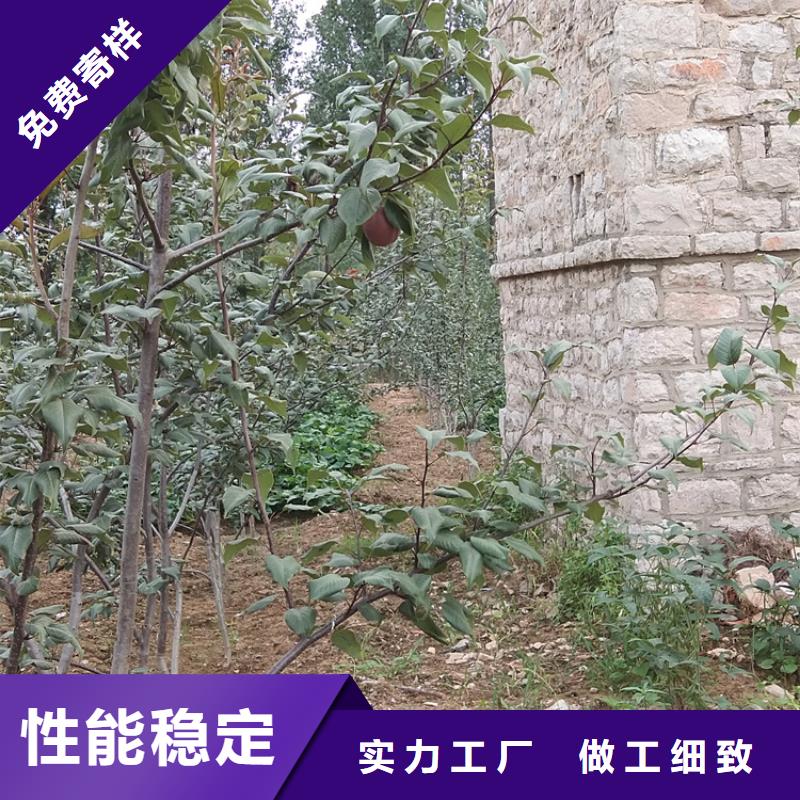 早酥红梨苗种植技术