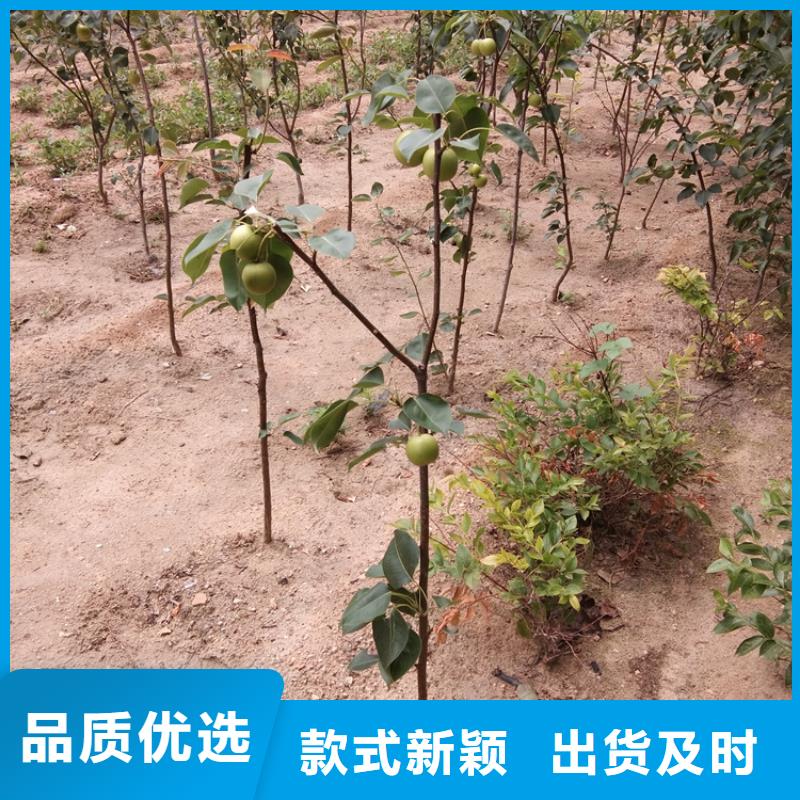 红梨树苗经济效益