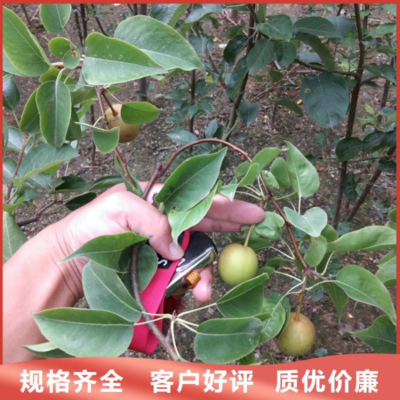 梨树-黄瓜苗用心制作