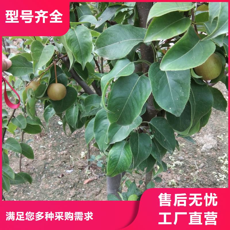 梨树猕猴桃苗厂家型号齐全