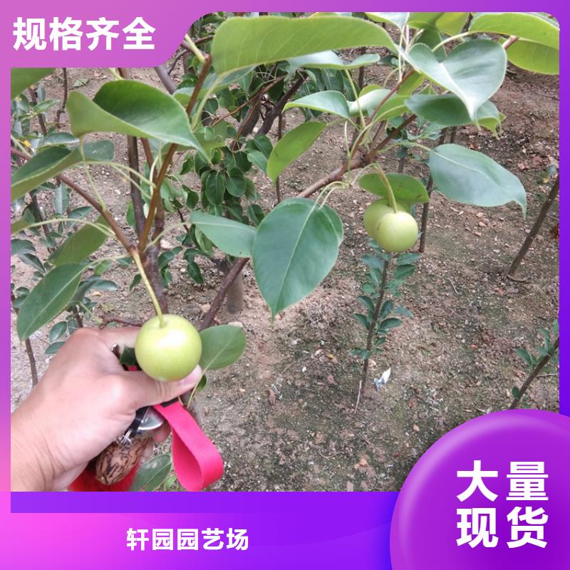 秋月梨树苗育苗基地