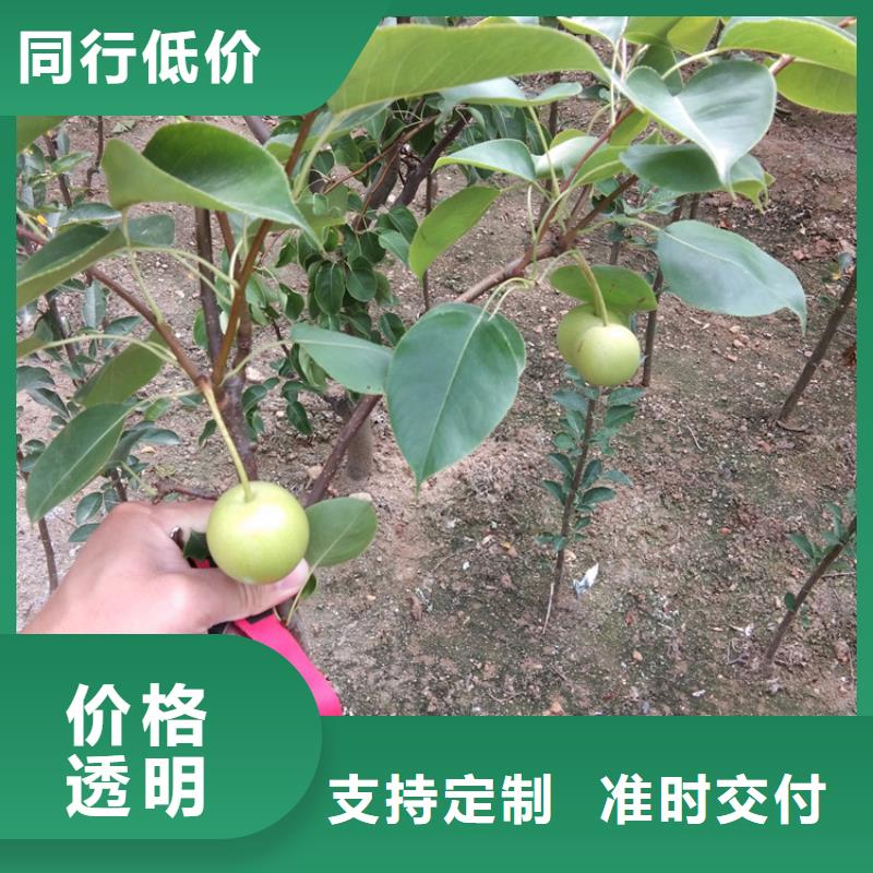 梨树花椒苗专心专注专业