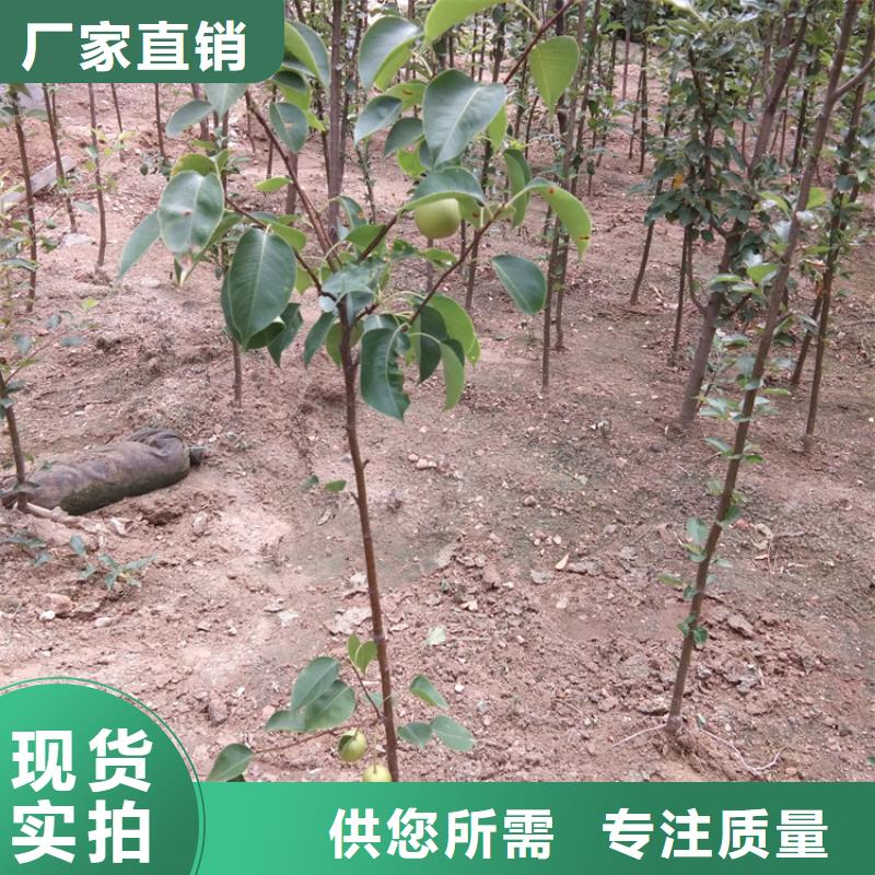 梨树板栗苗超产品在细节