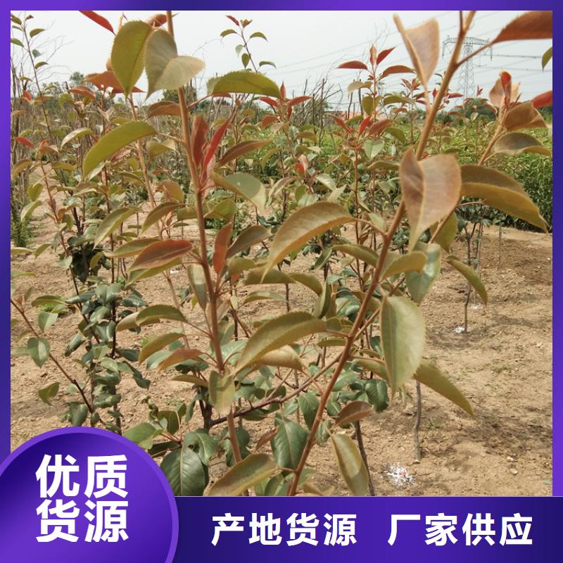 红梨苗怎么卖批发零售
