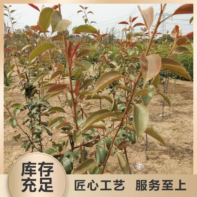 梨苗种植管理技术襄樊