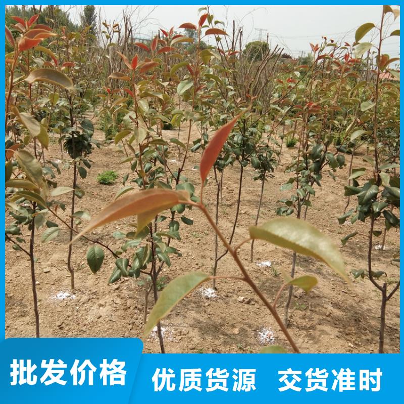 彩虹梨树苗怎么卖批发零售