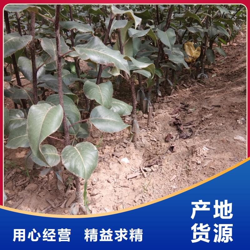 红梨树苗产量多少