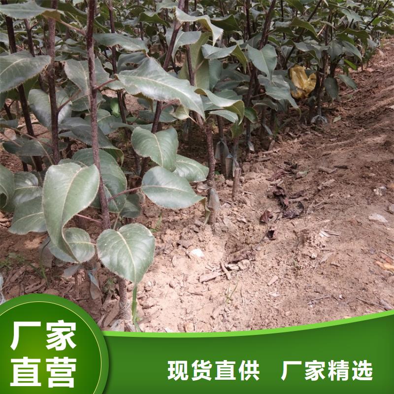 梨树-梨树苗欢迎来电咨询