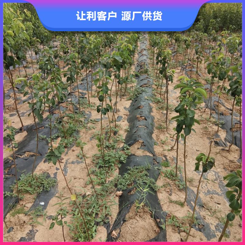 秋月梨树苗根系发达