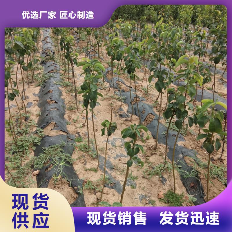 彩虹梨树苗当年结果树