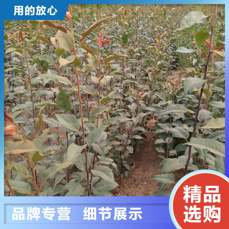 秋月梨树苗育苗基地