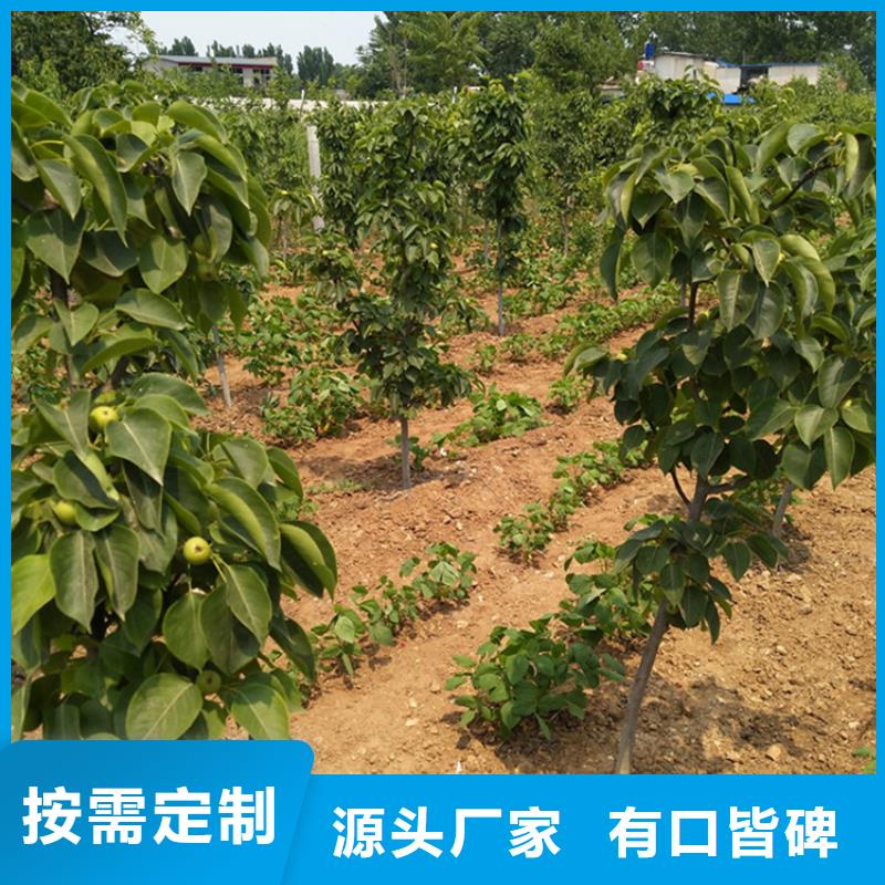 梨树-樱桃苗从厂家买售后有保障