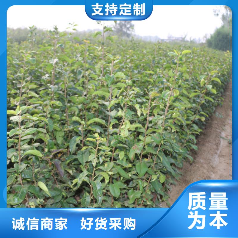 红梨树苗怎么卖批发零售