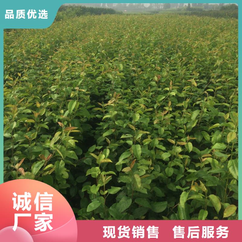 彩虹梨树苗怎么卖批发零售
