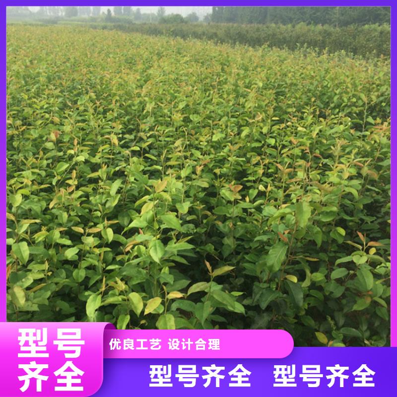 早酥红梨苗种植技术