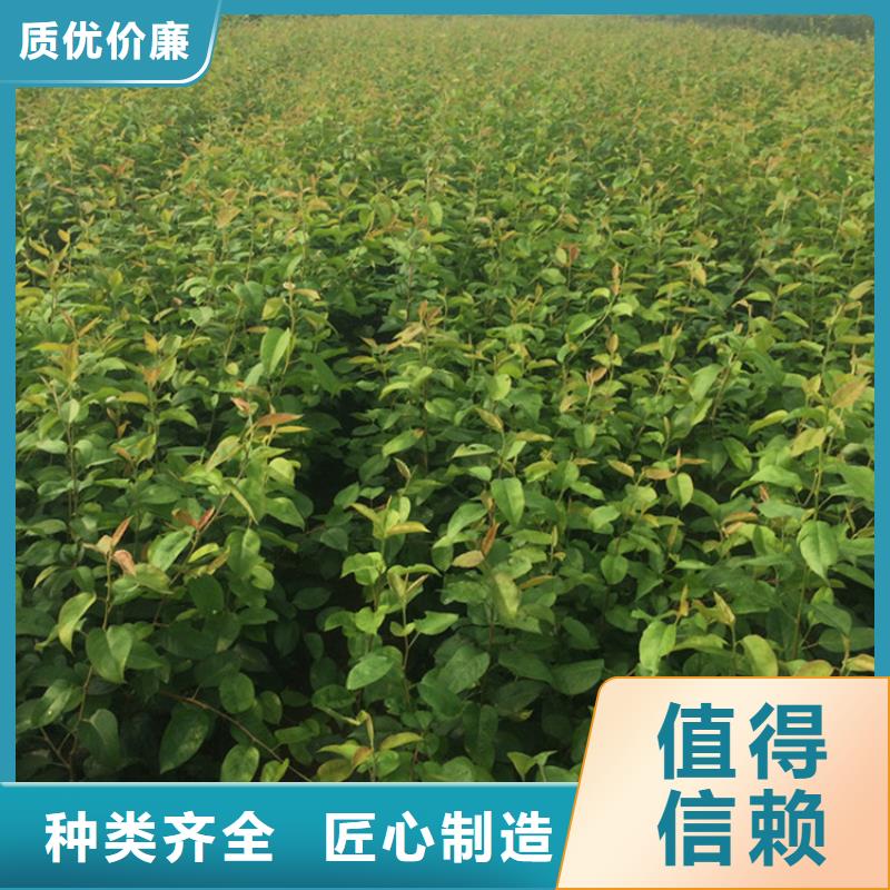 梨树-樱桃苗从厂家买售后有保障