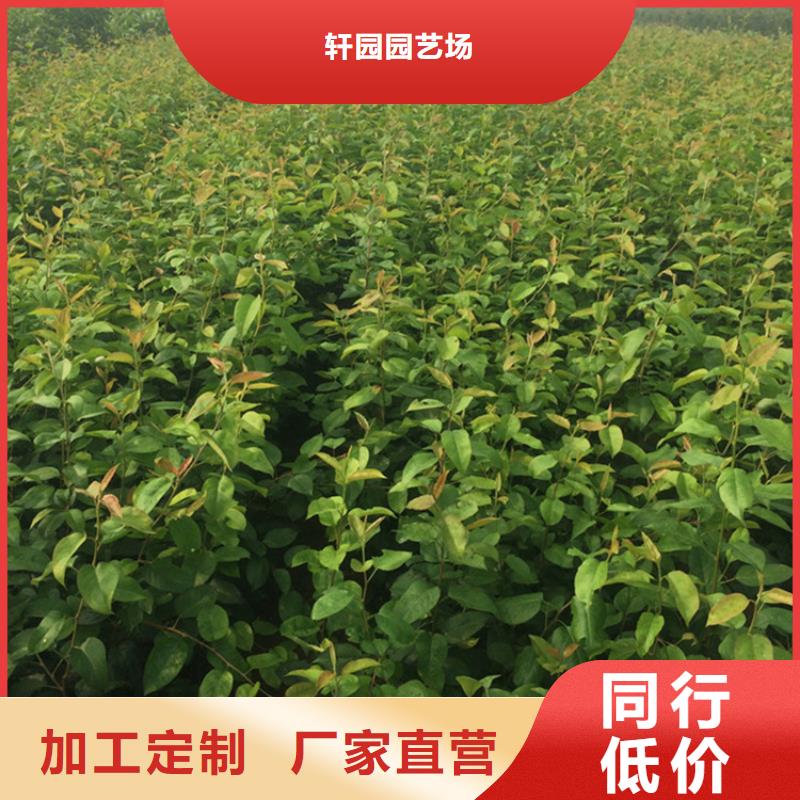 梨树樱桃苗产地货源
